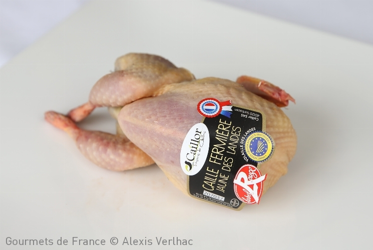 photo de la caille fermiere jaune des landes