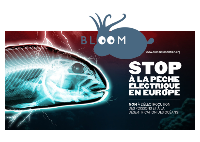 Bloom association peche electrique