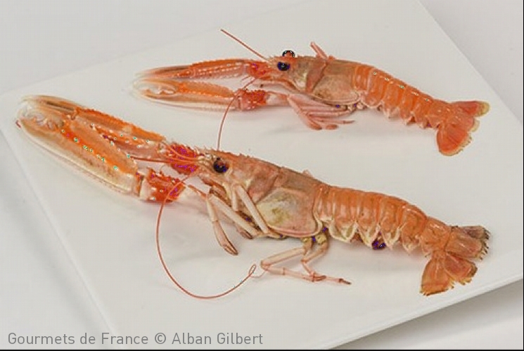 photo de langoustines vivantes de la cotiniere