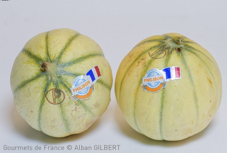 Melon Charentais Jaune