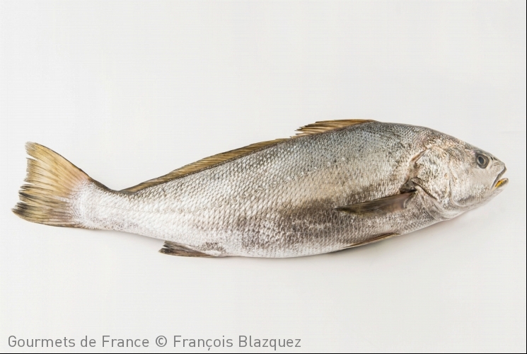 photo du maigre sauvage du golfe de gascogne